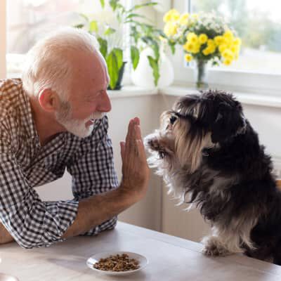 Image Link For INSEGNARE AL CANE A DARE LA ZAMPA: TRUCCHI E CONSIGLI