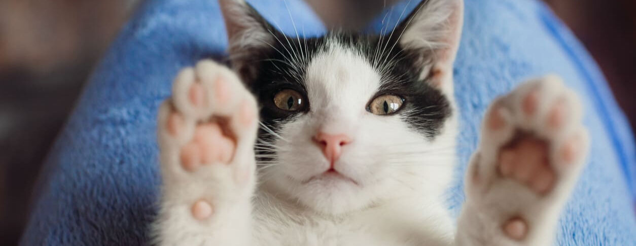 First Time Pet Parents