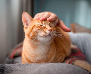 Image Link For Tutto quello che c&rsquo;&egrave; da sapere sulle pensioni per gatti