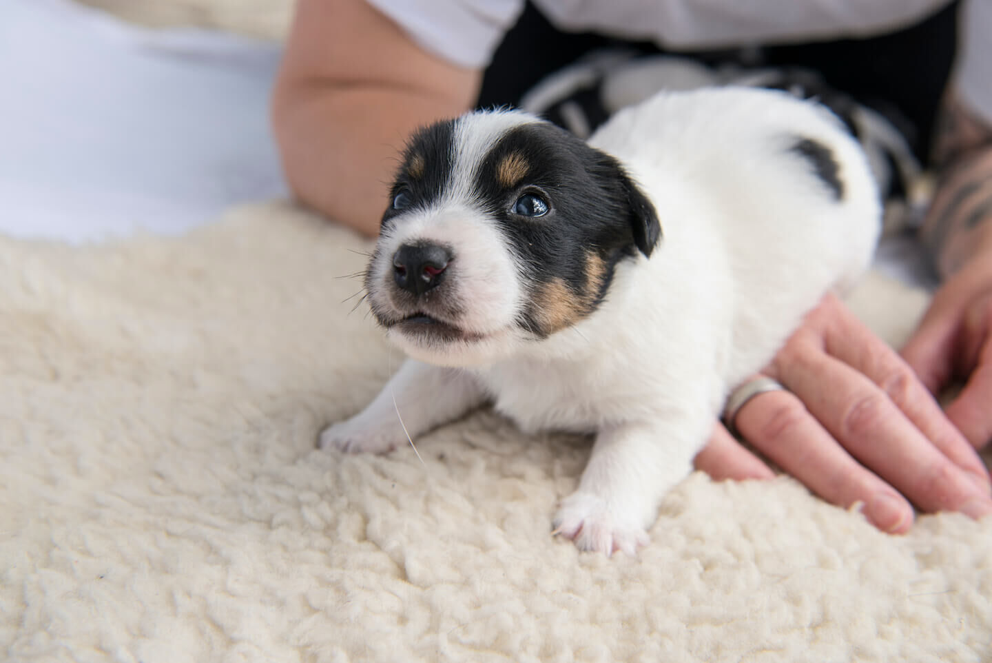 Quando aprono gli occhi i cani? 