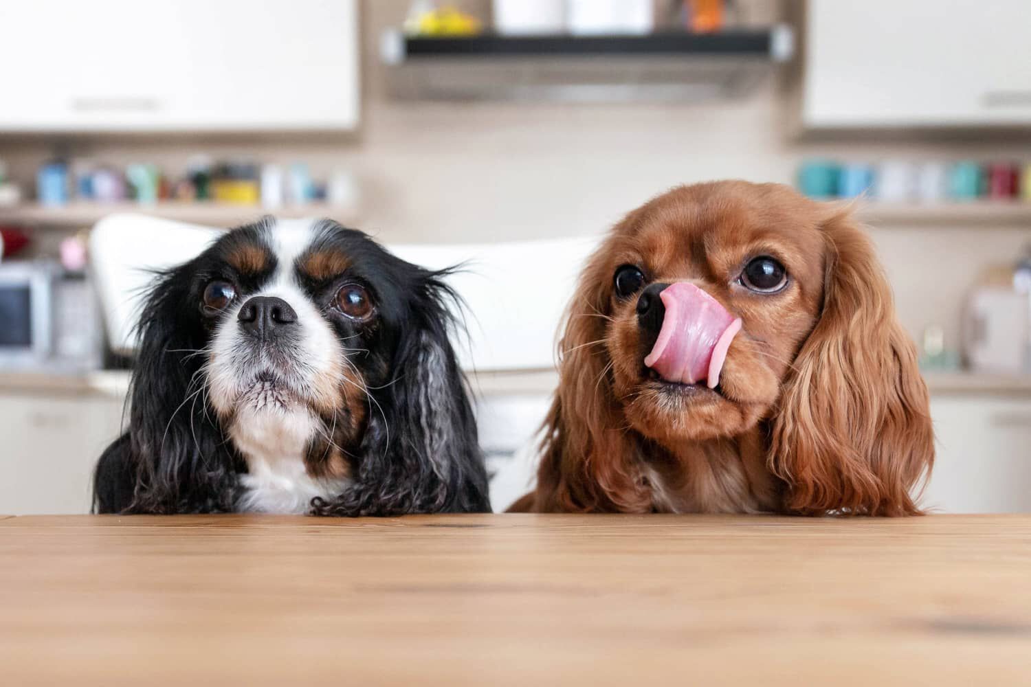SI PU&Ograve; DARE IL TONNO AL CANE?
