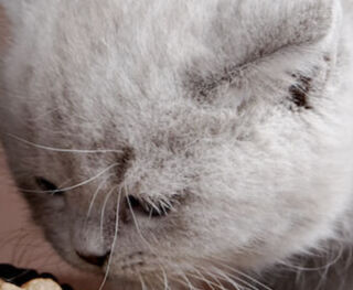 Image Link For Cosa mangiano i gattini? 