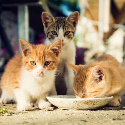 Image Link For GATTO "RANDAGIO": COME VIVE?