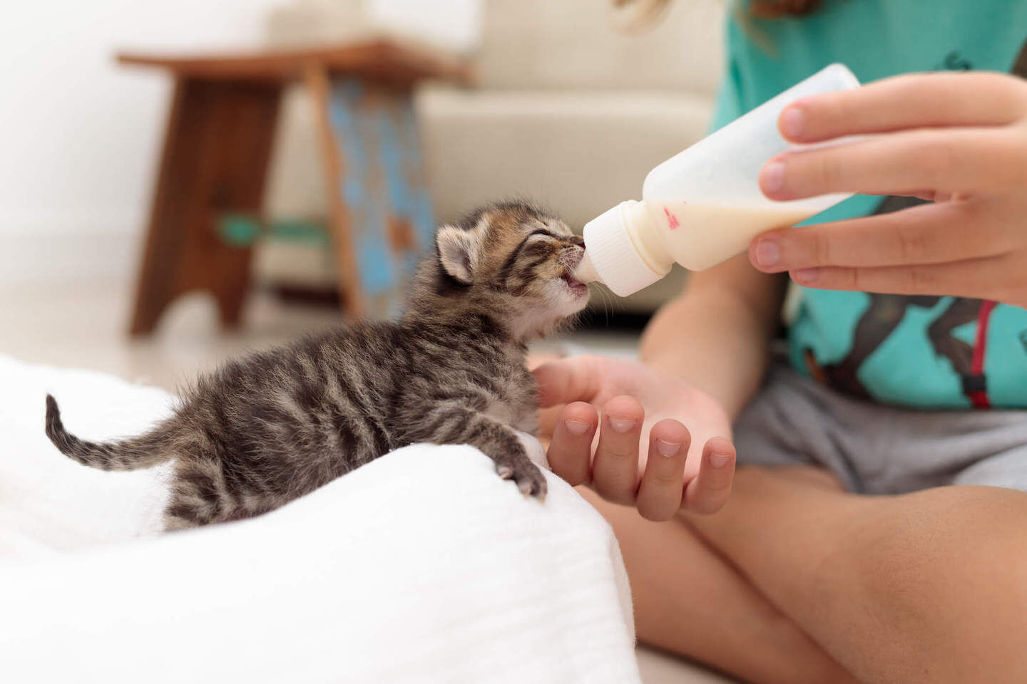 Come costruire un biberon per gattini?