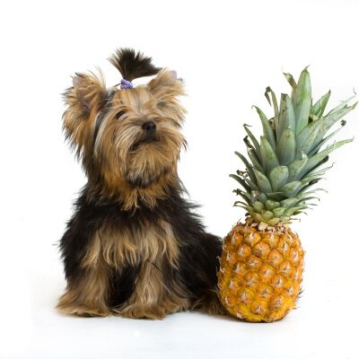 COME COMPORTARSI SE IL CANE HA MAL DI PANCIA: CAUSE E RIMEDI 
