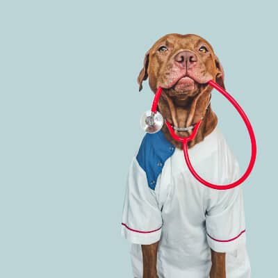 Image Link For La pet therapy con i cani: razze maggiormente utilizzate, benefici e a chi &egrave; diretta