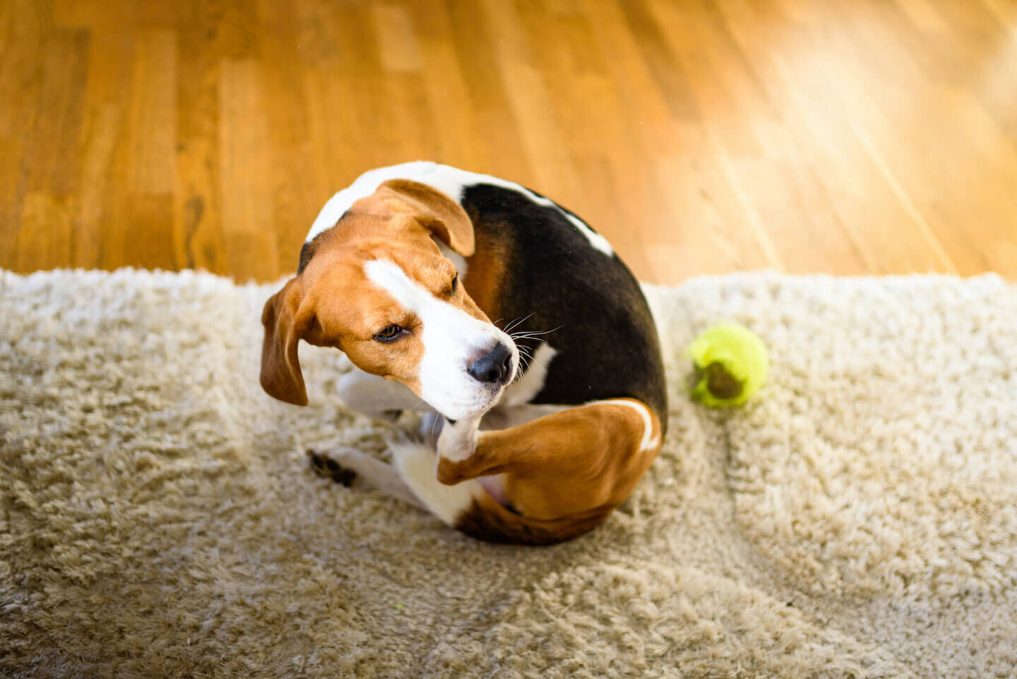 Cane che si gratta: le cause pi&ugrave; comuni
