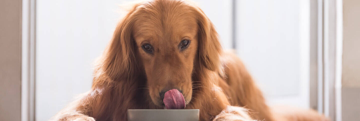 Tutto quello che bisogna sapere sull&rsquo;olio per cani