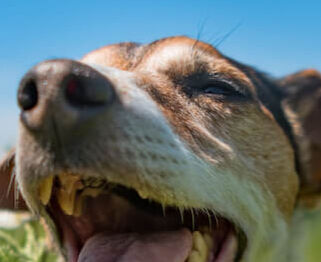 Image Link For Anche i cani soffrono il caldo