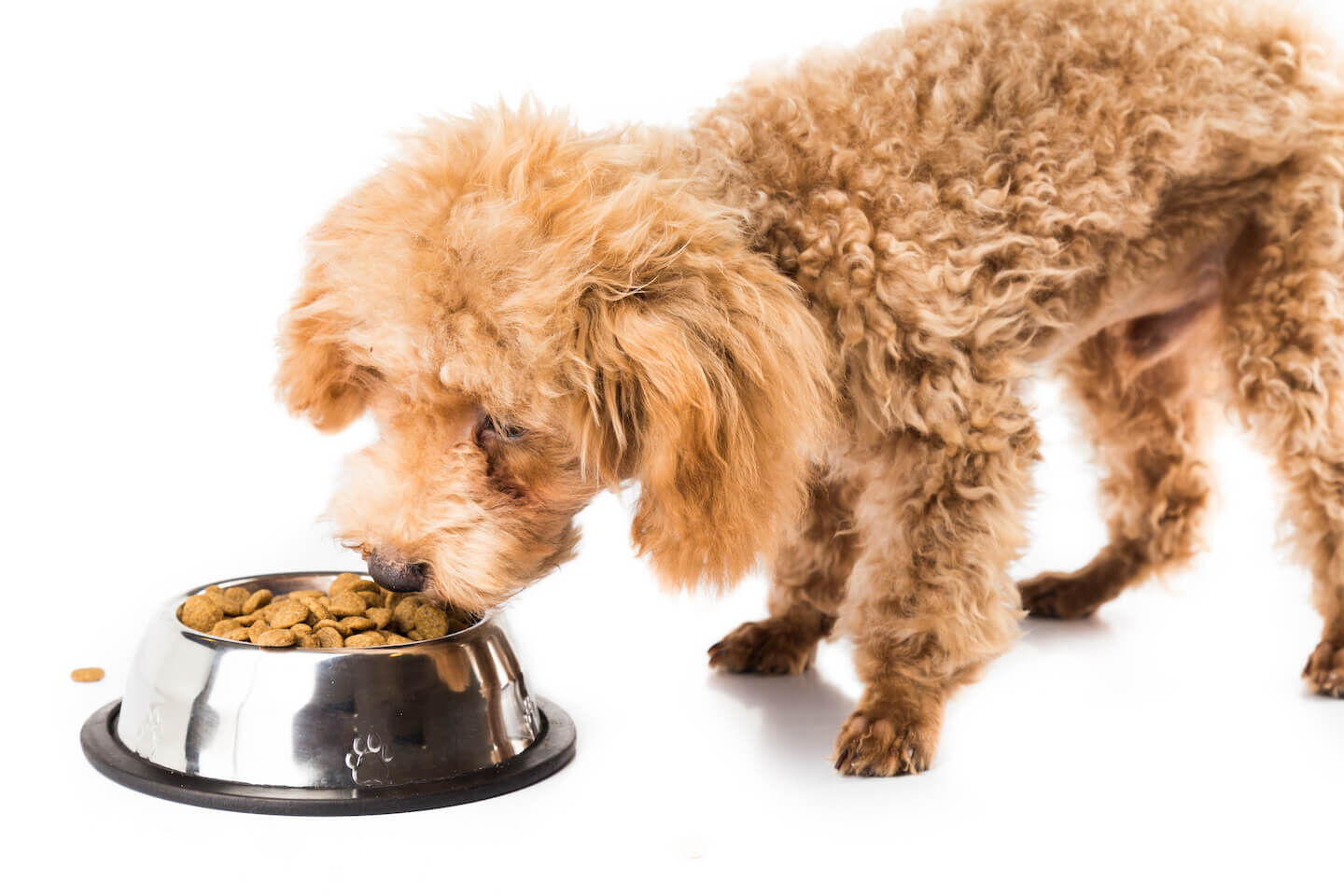 Le patate nell&rsquo;alimentazione del cane 