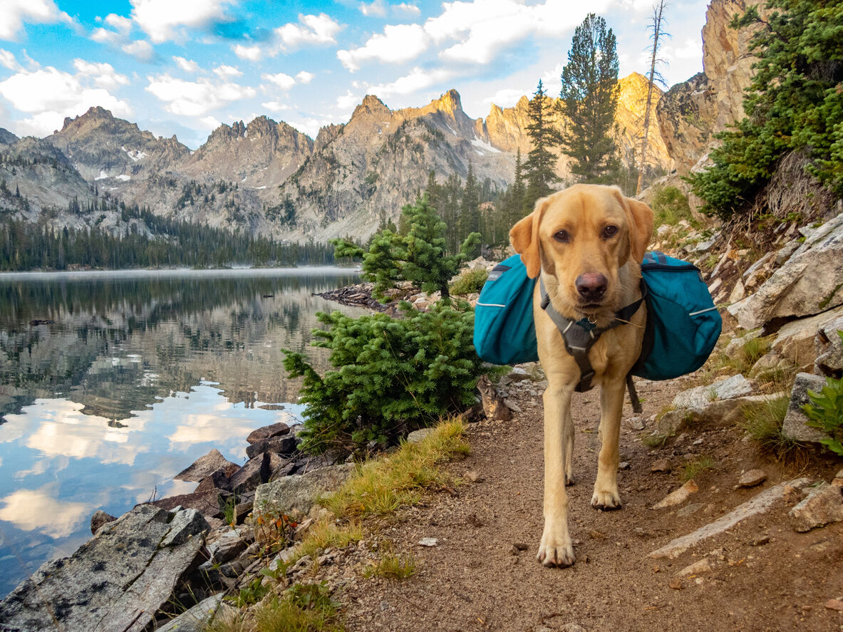 Vacanza con il cane in montagna: tutto quello che devi sapere 