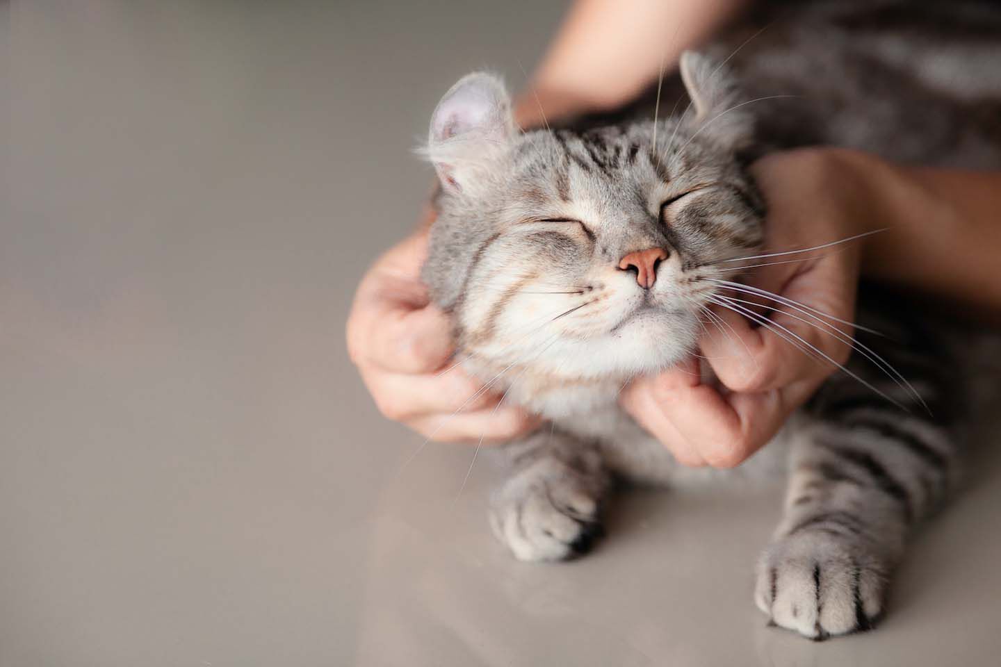 Come accarezzare un gatto: Il punti pi&ugrave; piacevoli