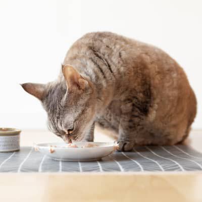 Image Link For Il cibo umido preferito dai gatti 