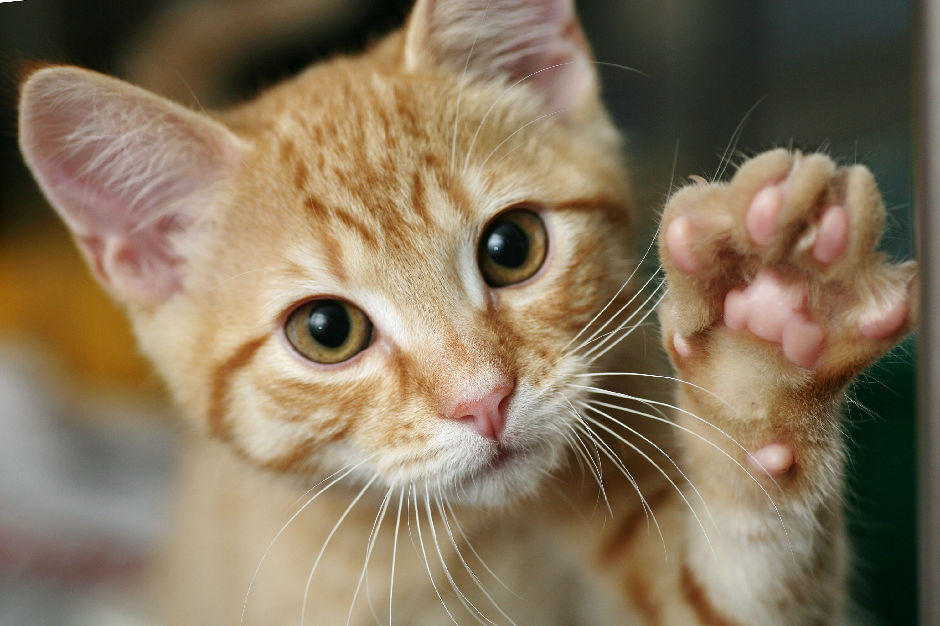 Cosa vuole comunicarci il gatto quando ci tocca con la zampa