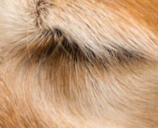 Image Link For COME PRENDERSI CURA DI UN CANE ANZIANO