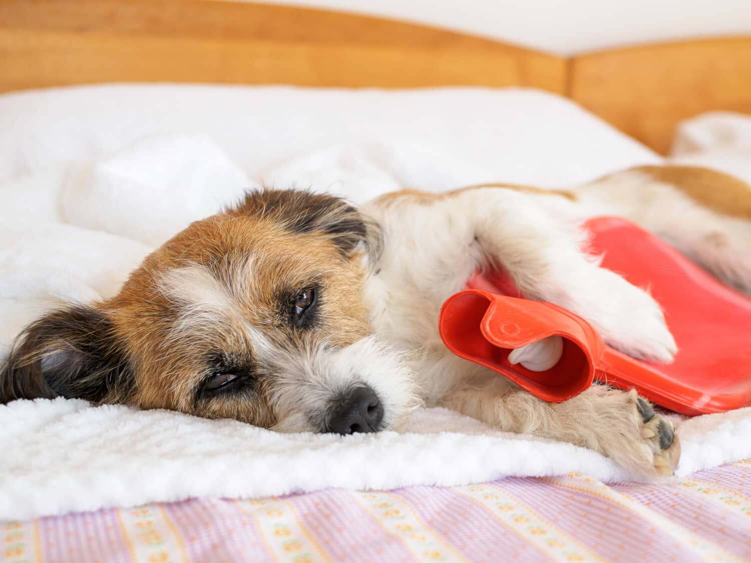 COME COMPORTARSI SE IL CANE HA MAL DI PANCIA: CAUSE E RIMEDI 