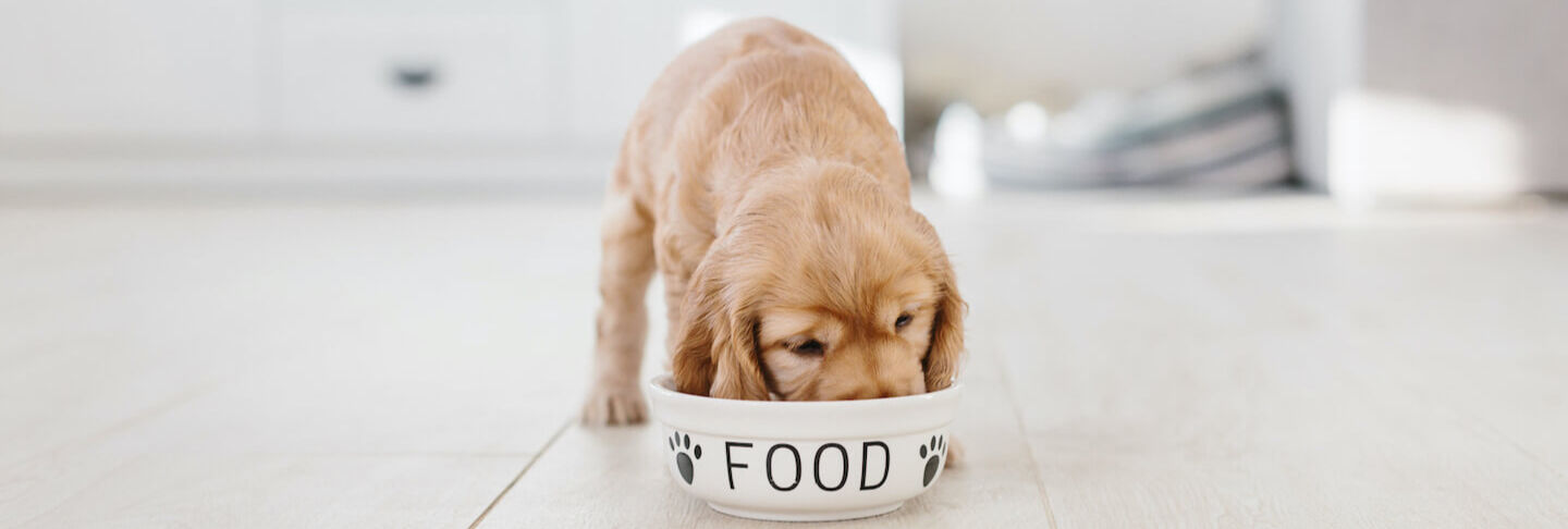 Concentrado de pi&ntilde;a en la nutrici&oacute;n del perro