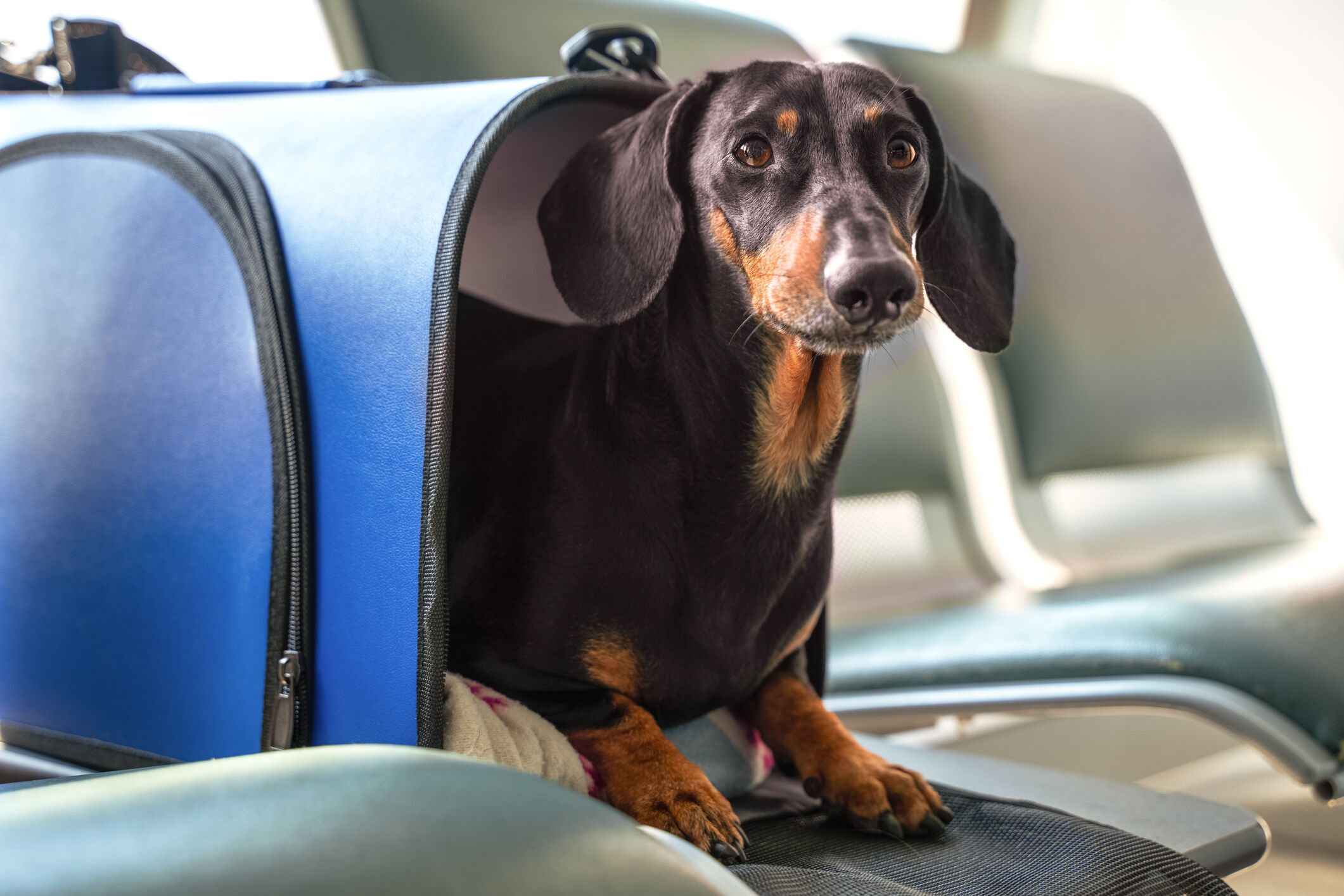Image Link For CHIENS EN AVION : COMMENT LES EMMENER AVEC NOUS?