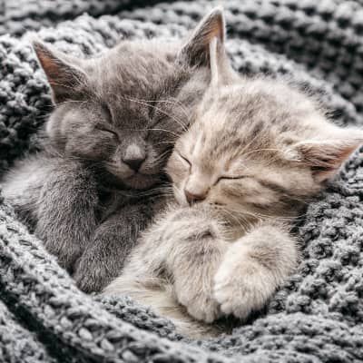 Come accudire i gattini appena nati senza mamma