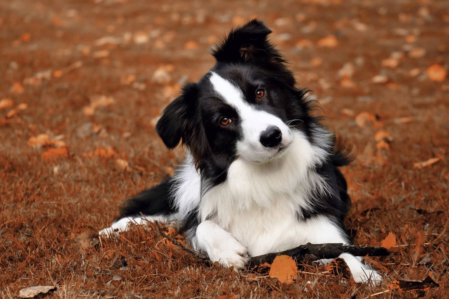 QUALI SONO LE RAZZE DI CANI PI&Ugrave; INTELLIGENTI