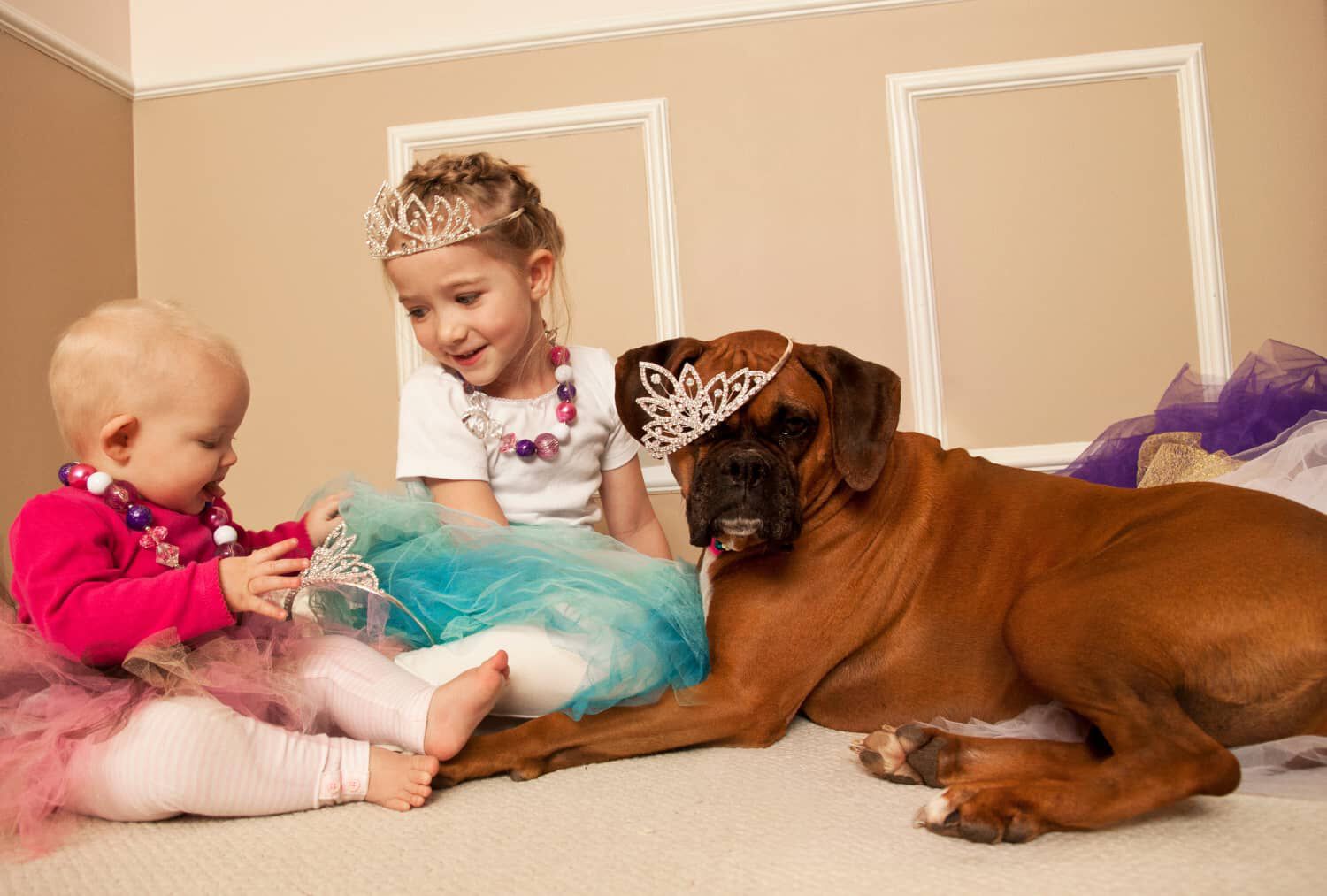 Le migliori razze di cani da compagnia