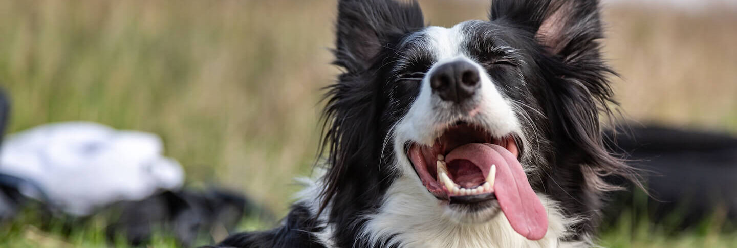 Lingua fuori e respiro affannoso nel cane
