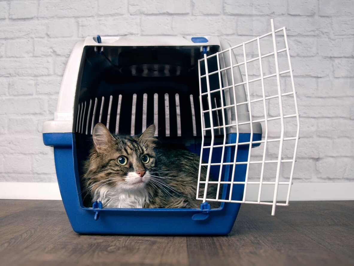 Travelling with your cat. Does your cat like to travel?