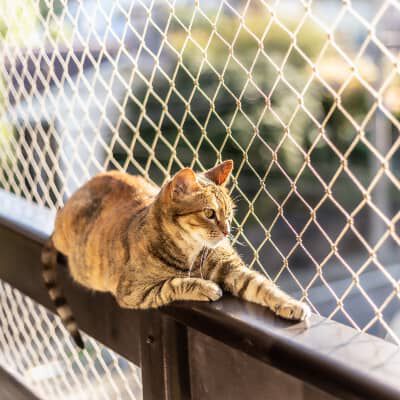 Image Link For Come, quando adottare un gatto: quali costi una volta adottato?
