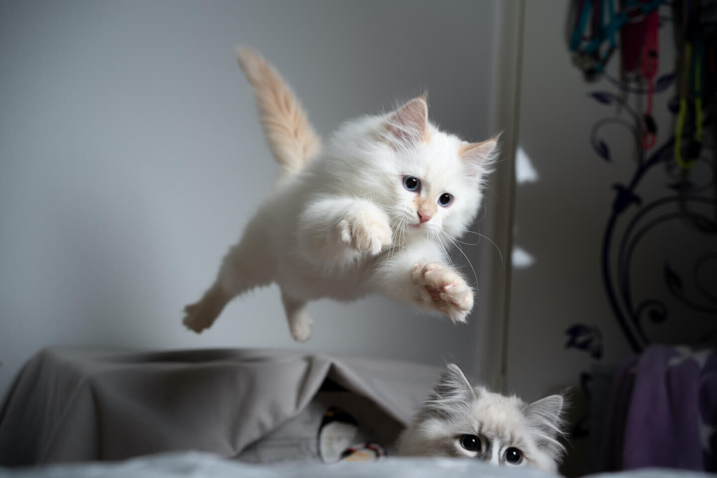 Cosa fare se il gatto &egrave; improvvisamente irrequieto