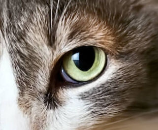 Image Link For Mischiare croccantini e umido per gatti: benefici, dosi e consigli