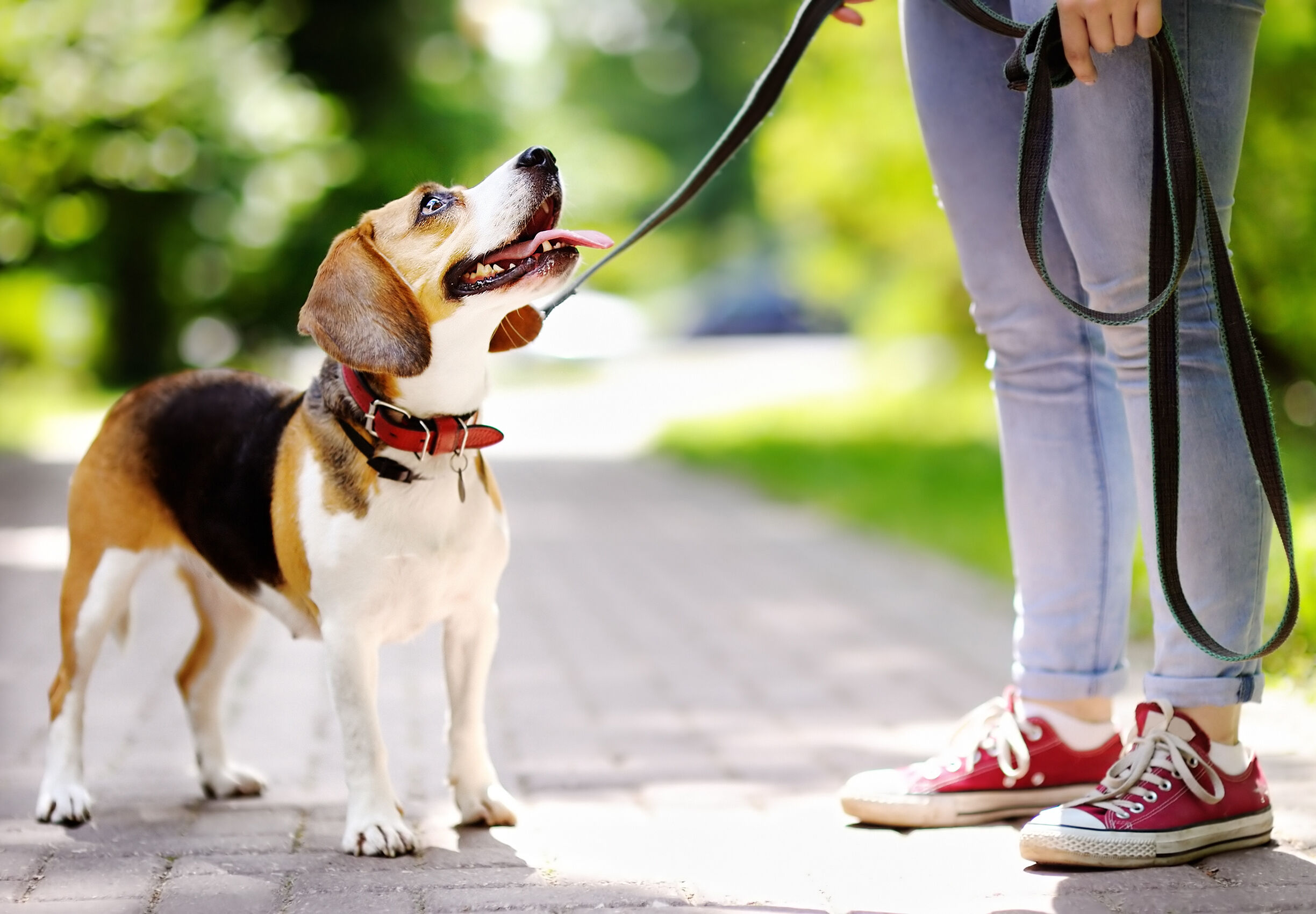 Image Link For Come addestrare il nostro cane