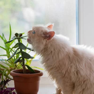 Image Link For COME TENERE LONTANI I GATTI DA VASI E PIANTE