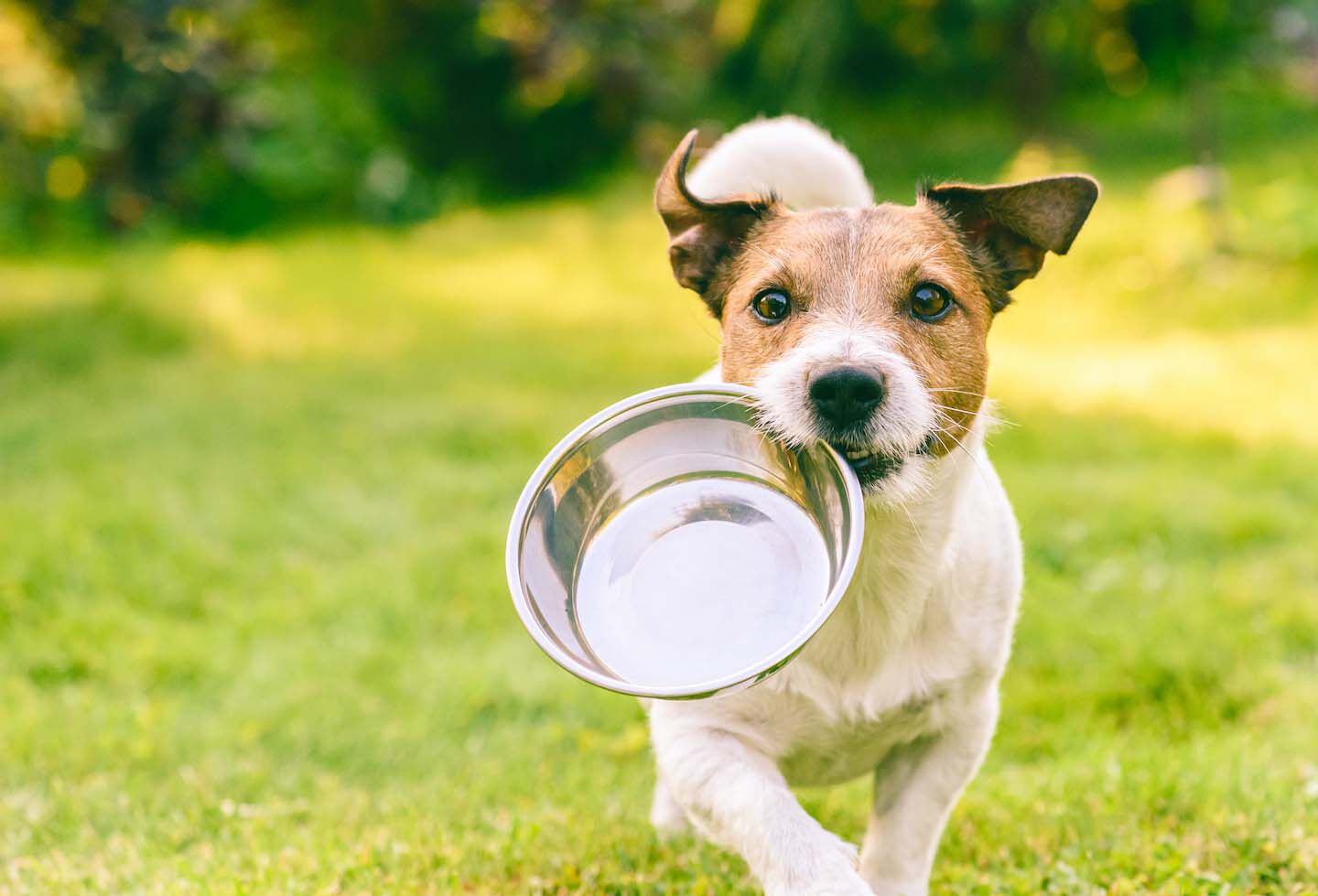 Los ingredientes adecuados para la alimentaci&oacute;n del perro