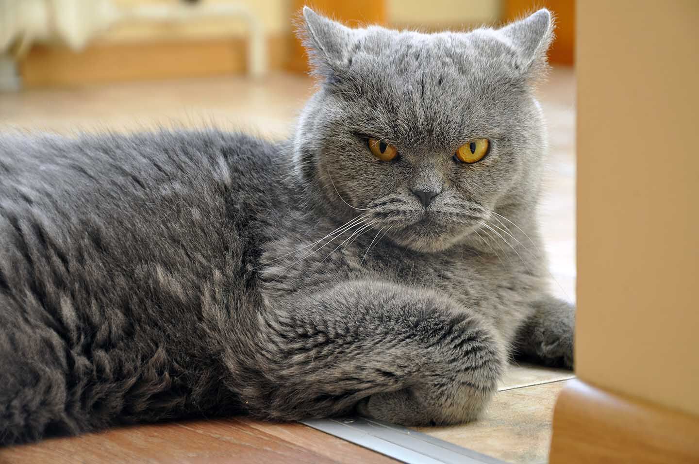 Come capire se il tuo gatto &egrave; stressato 