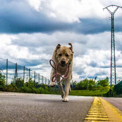 Image Link For Cane che scappa? Ecco i motivi e come farlo smettere