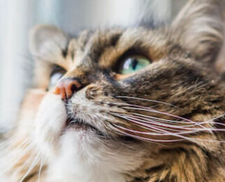 Image Link For Cosa &egrave; la palla di pelo del gatto?