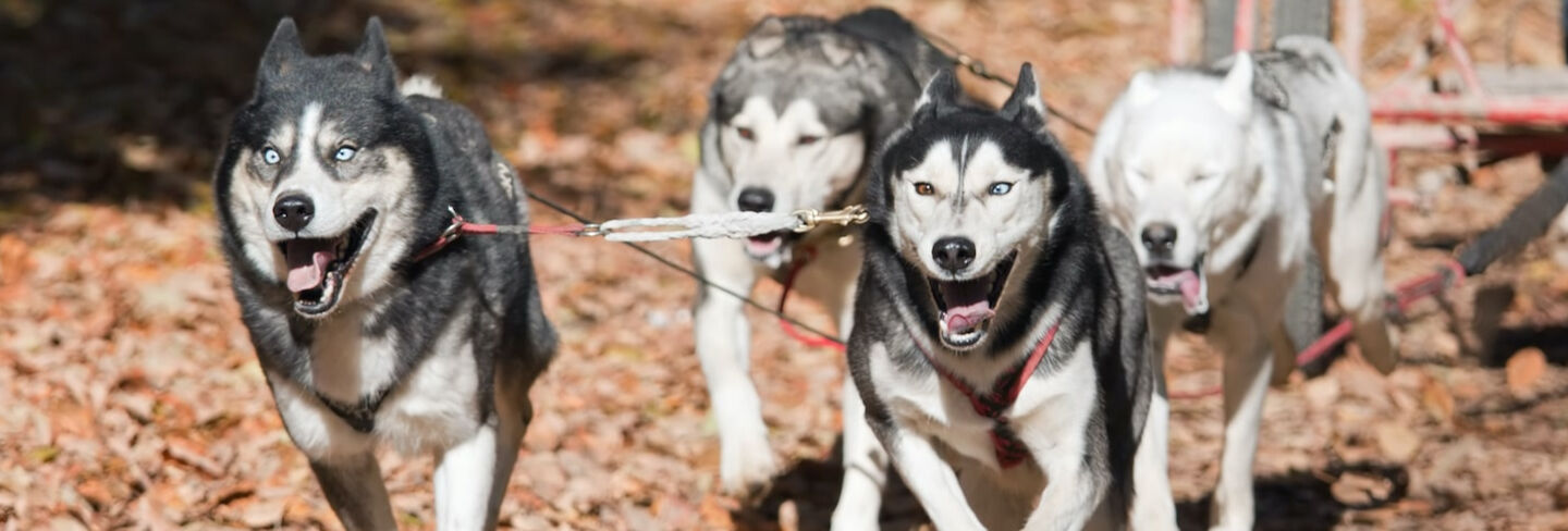Bikejoring: salir en bicicleta con tu perro 