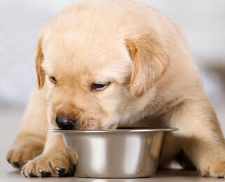 Image Link For Le propriet&agrave; benefiche dell&rsquo;olio di pesce per cani