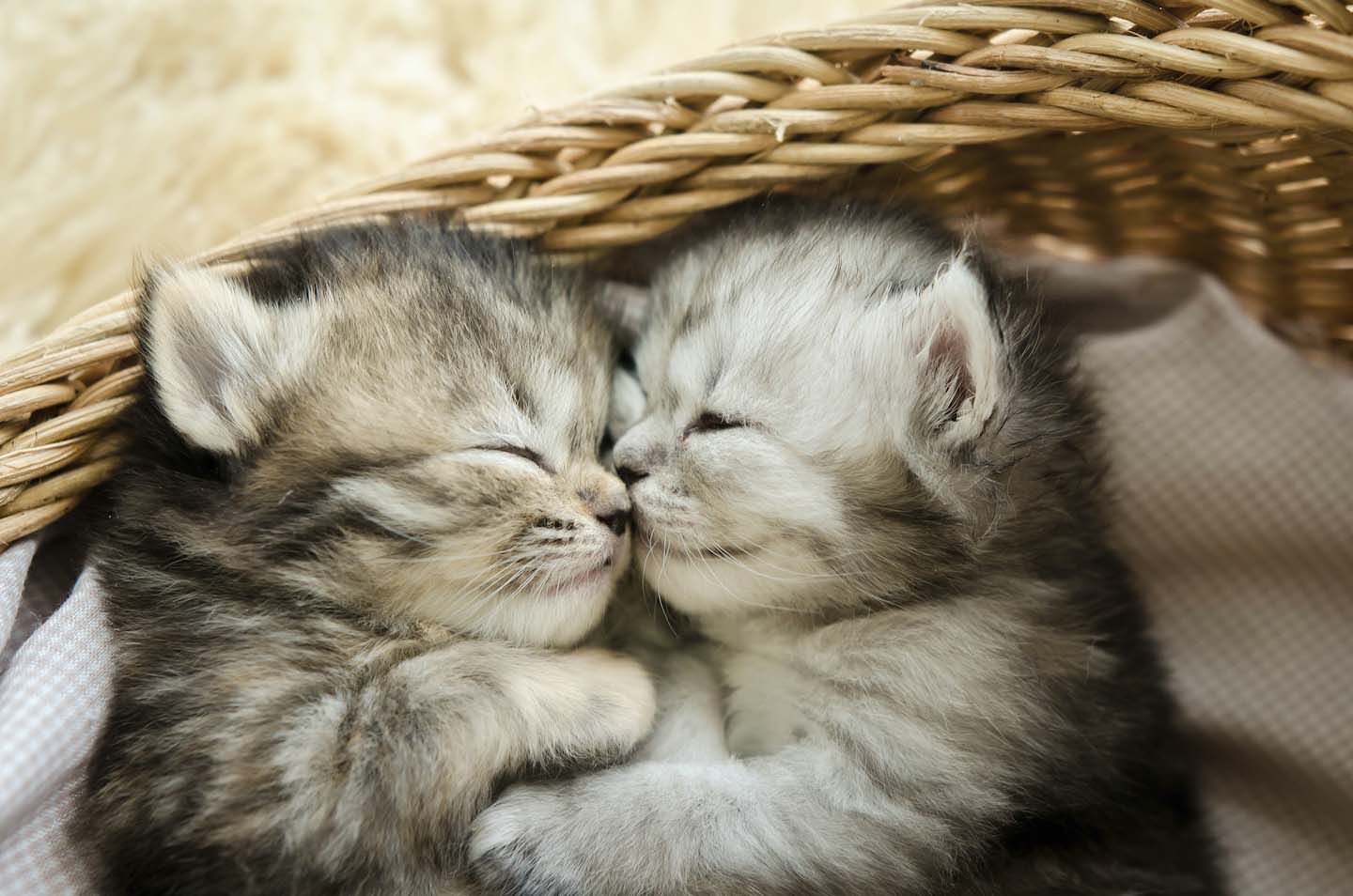 Vivir con dos gatos en casa