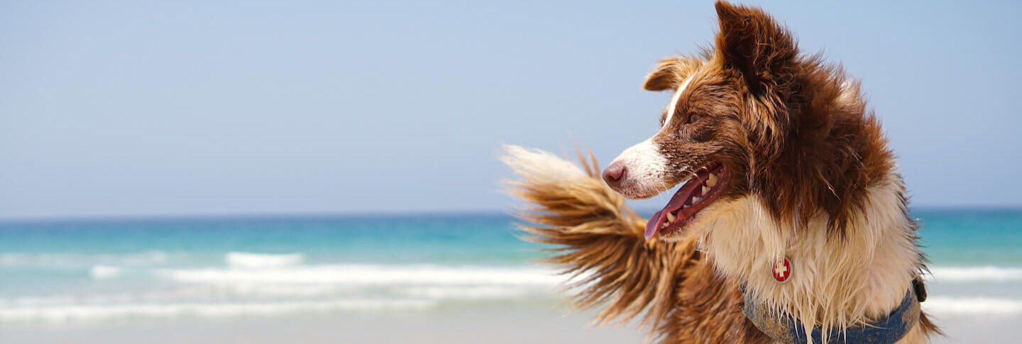 Tutto quello che bisogna sapere per portare i cani in spiaggia