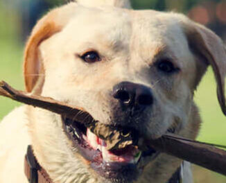 Image Link For Come calcolare il peso del cane?