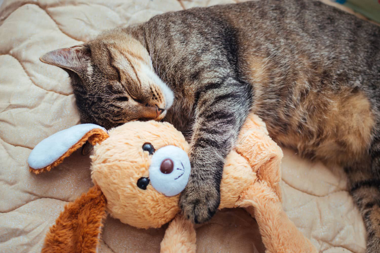 QUANTO DORME UN GATTO? 