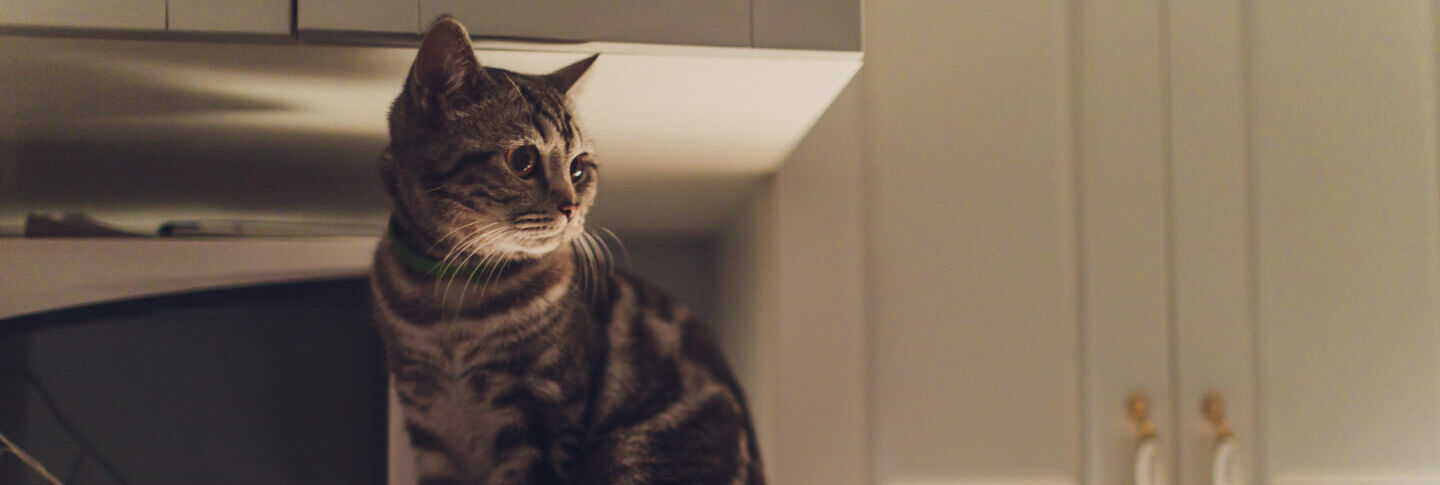 Come calmare un gatto di notte