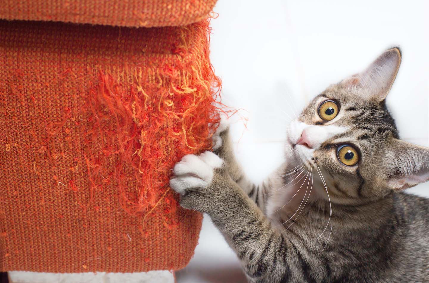 Come proteggere il divano dai graffi del gatto