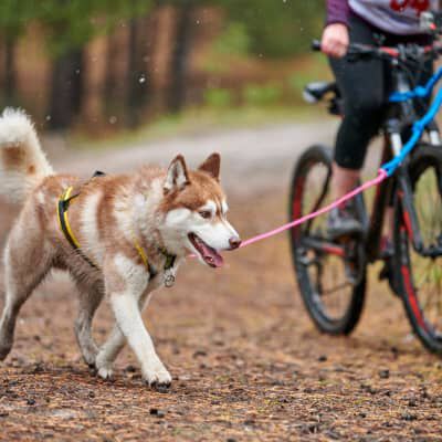 Image Link For COME METTERE LA PETTORINA AL NOSTRO CANE