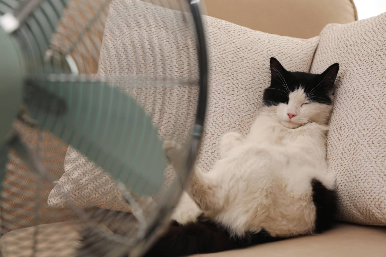 I GATTI SOFFRONO IL CALDO: ALCUNI RIMEDI