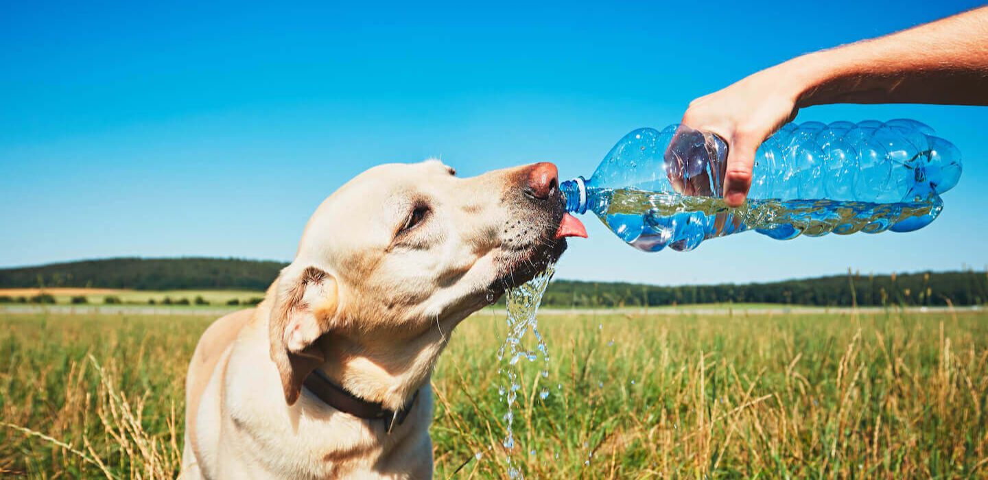 QUANTA ACQUA AL GIORNO DEVE BERE IL MIO CANE?