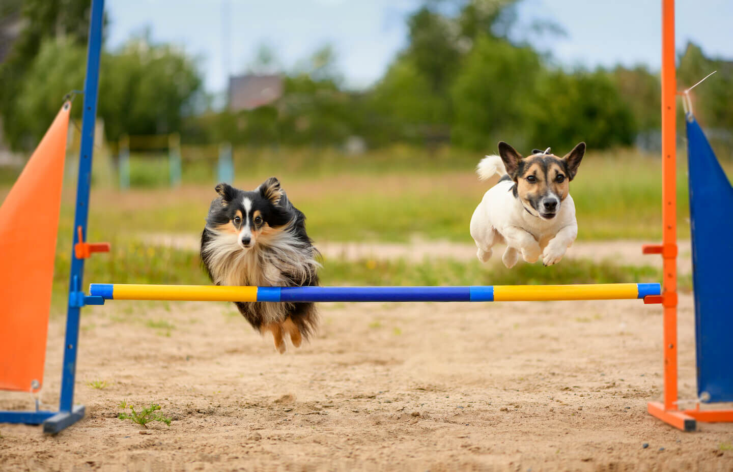 Mondioring Dog: che cos&rsquo;&egrave;?