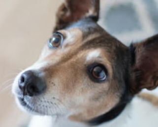 Image Link For Come educare un cane