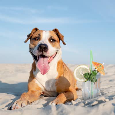 Image Link For Dove andare in vacanza con il nostro cane